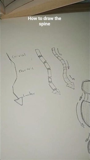 How to draw the spine, head, ribs, and pelvis. #tutorial #art #drawingprocess #drawing #shorts
