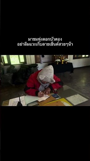 ลายเซ็นต์ดอกบัวตองสวยมาก🌼 #เที่ยวแม่ฮ่องสอน #ทุ่งดอกบัวตอง #fyp #trending