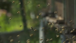 Bees Beehives Making Honey Stock Footage Video (100% Royalty-free) 1024450583 | Shutterstock