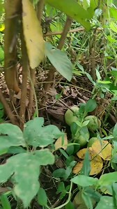 22K views · 465 reactions | Fruit Garden Tour Shorts #gardening #garden #gardendesign #harvesting #gardeninspiration | Garden Tips | Facebook