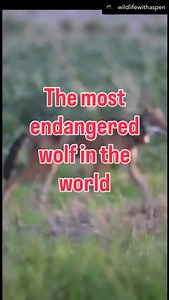 It’s #RedWolfAwarenessWeek! Which means every day this week, we will be sharing information about Red Wolves from experts in the field, either on our feed or in our stories, all week-long! Starting with our favorite Red Wolf educator/photographer/advocate, @wildlifewithaspen ➡️ It’s #RedWolfAwarenessWeek which marks the week when 38 years ago, red wolves returned to the wild. Four pairs of wolves were released in Eastern North Carolina in 1987, which pre dated the more famous Yellowstone gray wo