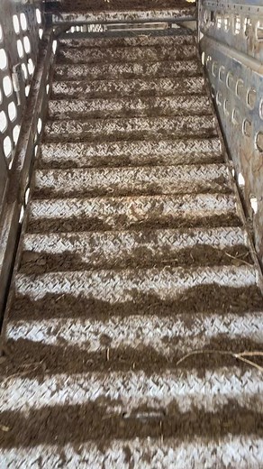 #cattle #bullhauler #cattletruck #peterbilt #texas #ranch #fyp #cowgirl #vanshoes #fy #cows