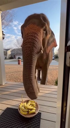 Elephant Delivery Service