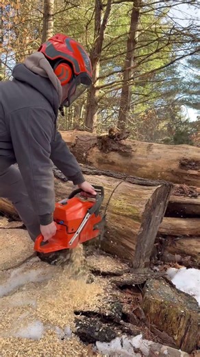 MONSTERS HUSQVARNA 3120xp eating! ‪@ACSaws‬ #faller #chainsaw #firewood #husqvarna #treework