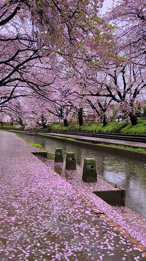 春の桜: 日本の美しい風景