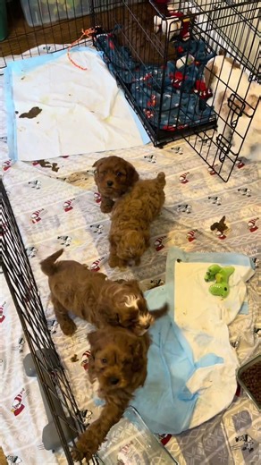 Before and After 🫠🫣😅 #cavapoopuppies #cutepuppies