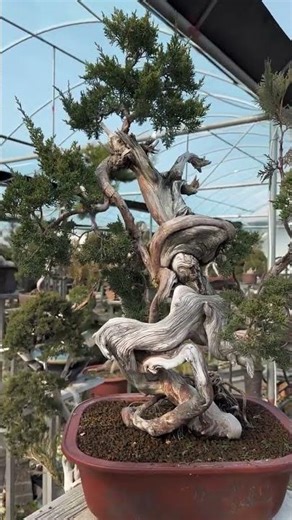 Irregular shape, natural twists, relics, and spirals are the artistic features of this cypress tree.