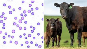 Cows in nearly 50 Missouri counties infected by blood-targeting parasite spread by ticks