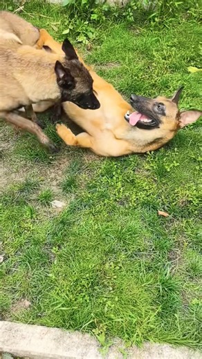 Playing #dog #doglove #dogshorts