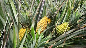 Pineapple tree (Ananas comosus) with a natural background. Exotic tropical fruit. Indonesian call it nanas