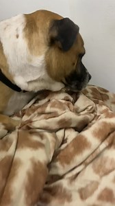 14K views · 1.2K reactions | ❤️ Everyone say goodnight to Bucky!...