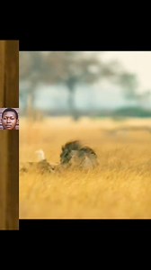 Wild D0gs Atta¢ks The Warthog Mercilessly 🔥🔥🔥🔥🔥🔥🔥🔥🔥🔥 | Agba's Exclusive BRAND