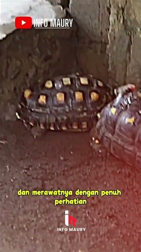 So diligent! It turns out Soimah keeps tortoises at home and cares for them with such devotion