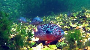 110K views · 232 reactions | Longear Sunfish (Lepomis megalotis)  Video rights: brandon brown https://youtu.be/8n8mCOM0X0U | For The Love of Fish | Facebook