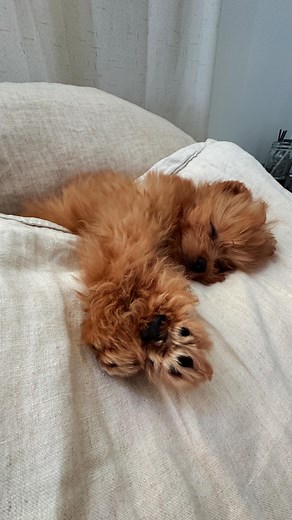 Honey | Pomapoo Puppy | There’s nothing more sacred than mornings like this ☁️🐾 #pomapoo #morningcuddles #sleepypuppy #preciousmoments #puppiesofinstagram #fyp | Instagram