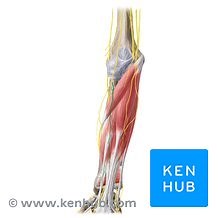 Antebrachial cutaneous nerves