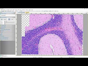 Nueva cámara ocular Touptek USB 3.0 en microscopios Nikon