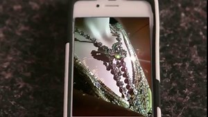 ‘Pretty Dirty Secrets’: Inside the Web Series That Keeps the Rosewood Mystery Alive