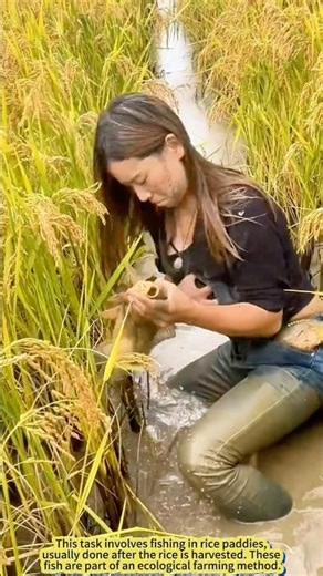 Paddy Turns into Fish Pond – So Many Fish to Catch.