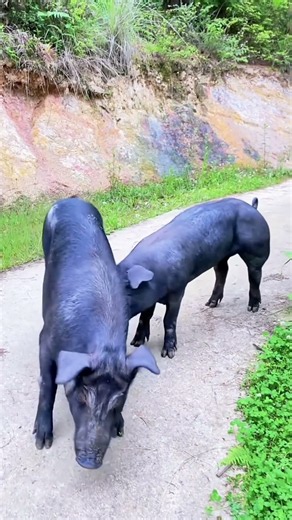 A great partnership between Pig Action@ 15
