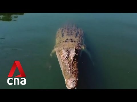 Crocodile snaps on drone during filming of documentary in Darwin
