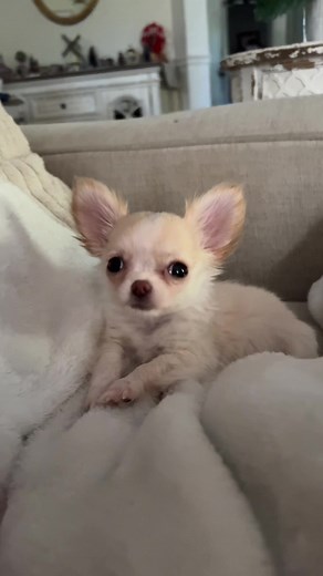 Tess Walker on TikTok