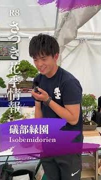 Satsuki flowering information for May 2026❗️Isobe Ryokuen #Satsuki #SatsukiBonsai #Satsuki #satsu...