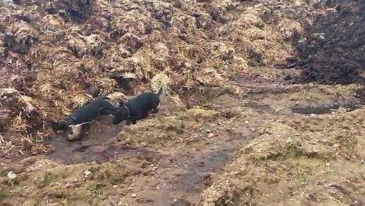 Patterdale Terrier Rat Hunting Videos