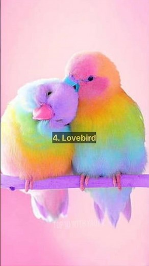 Top 10 Birds for pets #birds #shorts