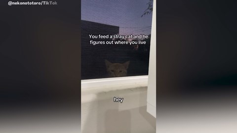 Woman Feeds Stray Cat—Then He Figures Out Where She Lives
