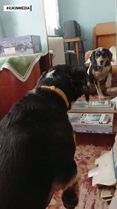 437K views · 257 reactions | This dog saw his reflection in a mirror and suddenly felt he had to fight his double. | The National Desk - TND | Facebook
