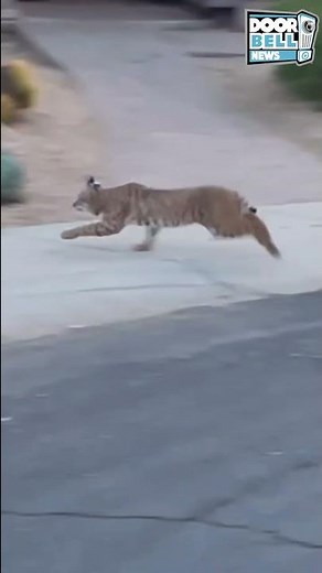 Bobcat Catches a Rabbit (Caught on Neighbor's Camera)