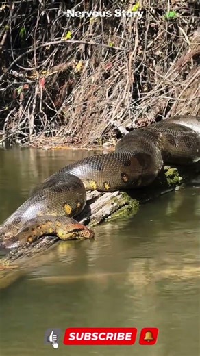 “Python Raksasa di Depan Mata… Berani Dekat?”#shorts#shortsvideo#viral #ularbesar