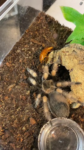 Tarantula.Rookie on TikTok