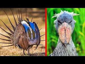 Most UNUSUAL Birds in the World (Strangest Birds on Earth)