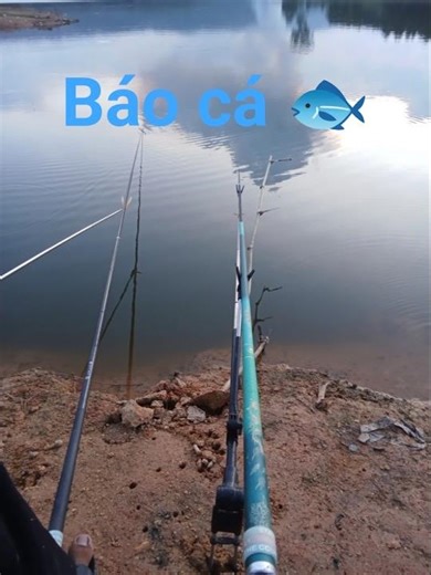 Báo cá chx ae 😆 #cauca #fishing #caucathugian #xuhuongyoutube #dexuat