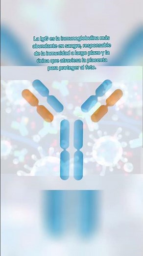 Immunoglobulin G (IgG)
