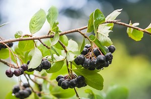Maqui Berry (Aristotelia chilensis): 9 Benefits of the Real Superfruit