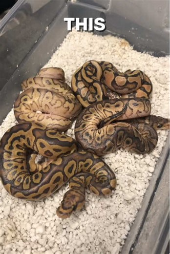 Dull Snakes #snake #ballpythonbreeder #snakevideos #reptile #python
