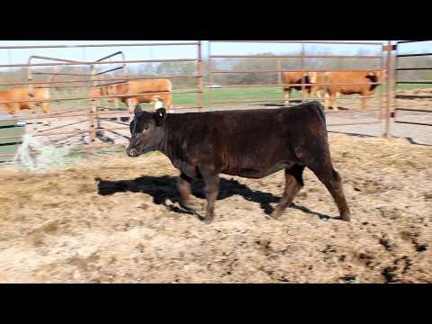 Lot #22a - GRSM Aweshocked N105