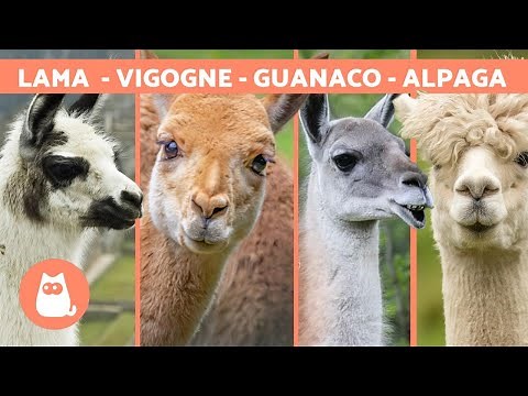 LAMA vs ALPACA vs VIGUNA vs GUANACO 🦙 Learn to differentiate them!