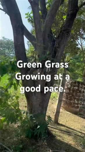 Green Grass. #youtube #youtubeshorts #greengrass #viral #video #shorts #fencing