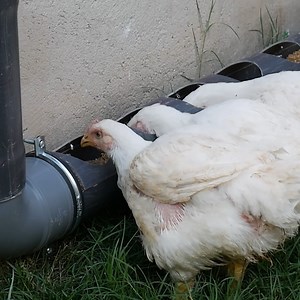 6.4M views · 68K reactions | لن تصدق مادا صنعت لفراخ الدجاج فكرة من ذهب! WOW AMAZING IDEA | ورشة محمد - Workshop | Facebook