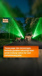 Belanda tengah menguji teknologi light fences, berupa garis laser tipis yang diproyeksikan di pinggir jalan. Meski tidak memiliki bentuk fisik, cahaya ini terlihat seperti penghalang bagi satwa liar dan mampu mengarahkan pergerakan mereka secara alami. Teknologi ini membantu rusa dan hewan lain menuju jalur penyeberangan yang aman, sehingga risiko tabrakan dengan kendaraan dapat dikurangi secara signifikan. Berbeda dengan pagar besi atau tembok beton, light fences tidak memutus jalur migrasi ala