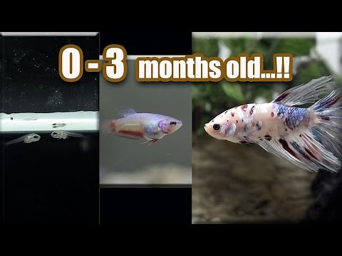 BETTA fish GROWTH ( from Eggs - 3 months )