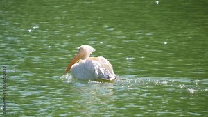 The pink pelican swims in the lake, also known as the eastern pelican, a genus of waterfowl.