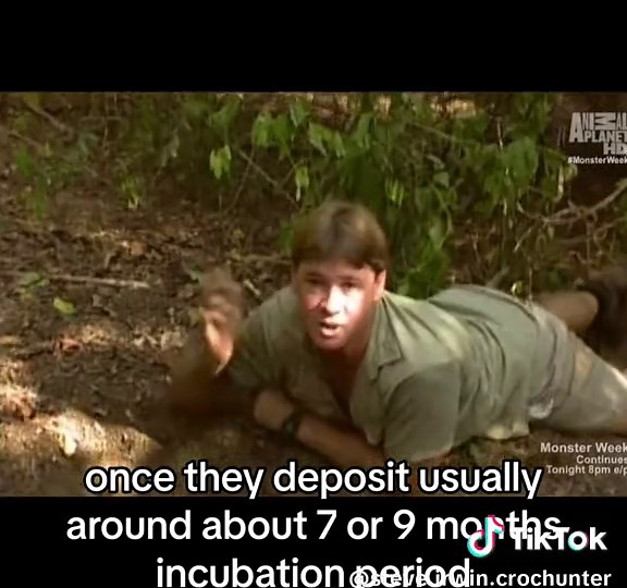 Population control #steve #irwin #animals #fy #fyp #foryou #fypシ #australia #lizard