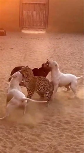 Big Cats vs. Guard Dogs: Jaguar & Leopard Fight! 🐆🐕 #shorts