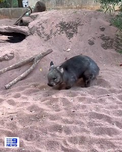 2.1M views · 60K reactions | Ever seen a wombat get the zoomies? Caversham Wildlife Park’s resident wombat Boo was captured getting very excited about the new year, showing off with a few jumps and spins in the enclosure. #9News | WATCH LIVE 6pm | 9 News | Facebook