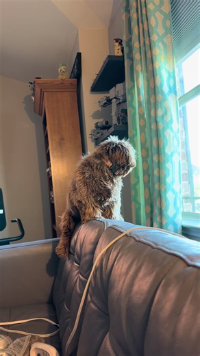 This fat lard watching the world outside #ShihTzuPuppy #shihtzusoftiktok #shihtzulovers